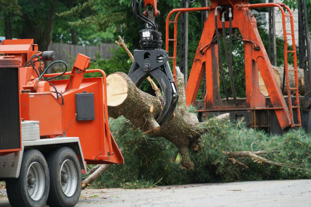 Leaf Removal in Rotan, TX