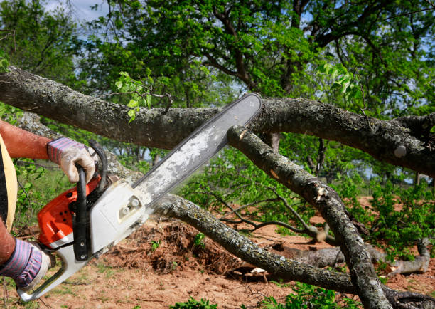 Best Hazardous Tree Removal  in Rotan, TX